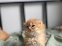 Golden scottish fold yavrular
