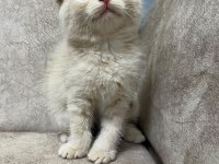 AYİ SURAT TOP KAFA SIFIR KULAK BEBİŞ KEDİMİZ