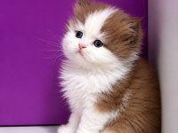 Safkan British Longhair Yavrumuz Çikolata Bicolor