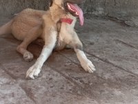 Sahibinden orijinal beş aylık erkek kangal köpeği