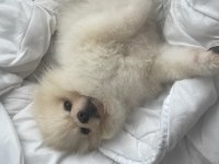 Klinik borcu karşılığında pomeranian