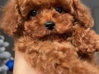 ŞAMPİYON KORE POODLE BEBEKLERİM