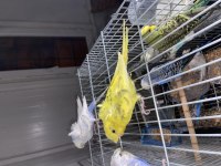3 adet japones muhabbet kuşlar