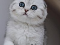 Ayıcık surat Silver Scottish Fold Shorthair NS24