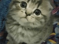 2 nisan doğumlu dişi scottish fold