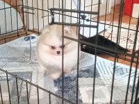 Pomeranian boo köpeğimiz