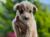 Maltipoo yavrusu