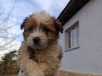 Maltipoo yavrum 55 günlük