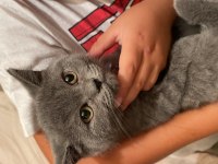 British shorthair yavrularımız