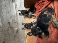 55 Günlük Alman Çoban Köpeği Yavruları