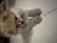 Pomeranian Köpeğimizi Sahiplendirme