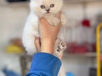 Şampiyon british longhair çocukları