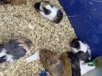 Guinea pig yavruları