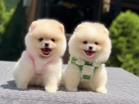 Oyuncak Surat Pomeranian Boo Yavrularımız