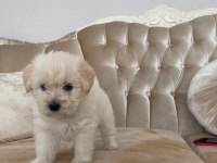 Mattlese terrier 50 günlük