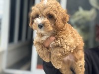 Dizany ırk maltipoo yavrularımız ziyarete açık