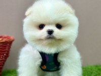 Safkan Pomeranian Boo Yavrularımız