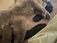 Sevimli bir scottish fold kız