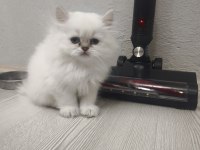 A Kalite British Longhair