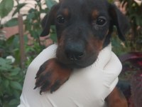 SAFKAN DOBERMAN YAVRULARIM