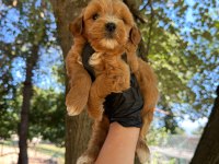 DİŞİ ERKEK MALTİPOO 