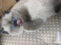 Bebek yüz mavi göz british shorthair