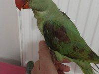 Bebek özel evlat isteyenlere alexander papağanı