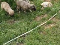 IRK VE SAĞLIK GARANTİ KANGAL YAVRULARIMIZ