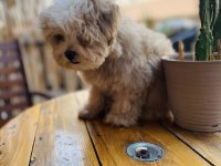 ORJİNAL MİNİ BOY GARANTİLİ MALTİPOO