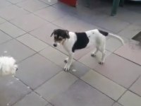 ÜCRETSİZ JACK RUSSELL