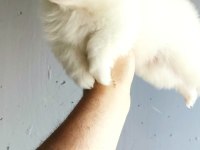 Pomeranian yavrumuz yuvasına gitmeye hazır