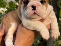 TOMBİŞ BULLDOG ÇOCUKLAR