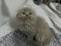 2 aylık blue point scottish fold