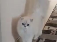 British longhair ns1133 silver point dişi