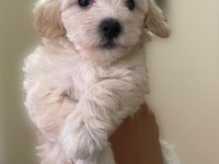 Maltipoo sahiplendirme 10 temmuz doğumlu