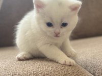 Böyle british shorthair güzellik yok