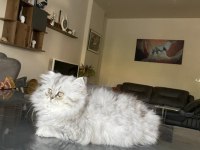3 Aylık Dişi Chinchilla