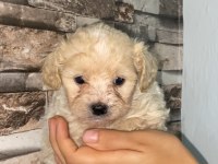 1.5 Aylık teacup maltipoo yavrularımız