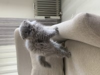 Scottish fold için açıklamayı okuyun