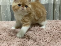 Exotic shorthair