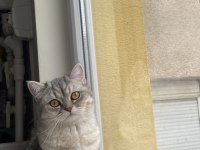 Ücretsiz British Shorthair Dişi Kedimiz