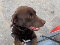 Labrador köpek