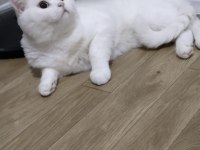 Çipli aşıları eksiksiz british shorthair