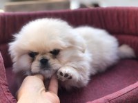 İmperal pekinez köpeğimiz