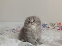 Sahiplendirme scottish fold longhair