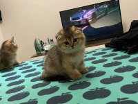 Scottish Fold Golden Bebekler
