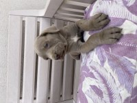 İzabel blue cane corselar