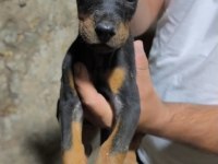 King doberman yavruları