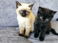 2.5 aylık siyam kedisi kayseri