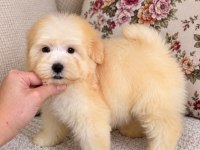 Maltipoo Biblo Erkek